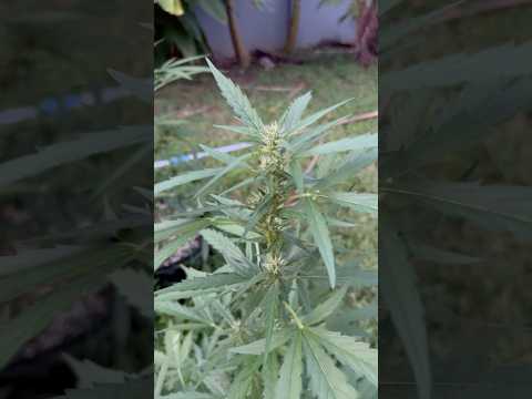 Apple FRITTER #2 Day 61 | Homegrown Cannabis in Tropical Thailand | Weed Outdoor Grow | #BudHead