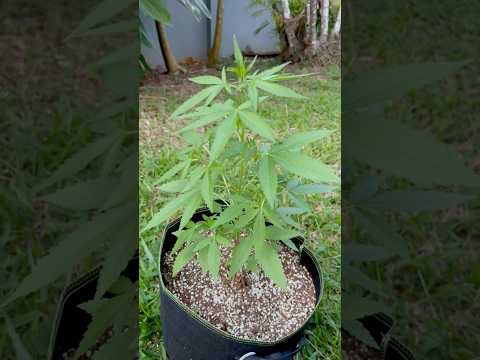 Apple Fritter #1 Day 45 | Homegrown Cannabis in Tropical Thailand | Outdoor Grow | #BudHead