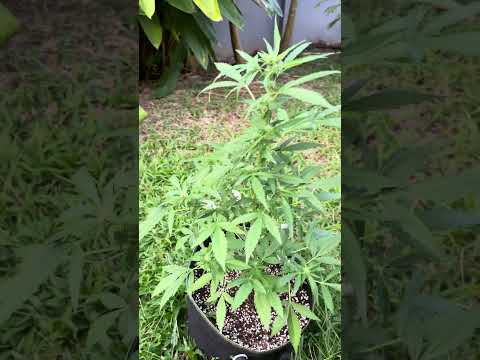 Apple Fritter #1 Day 54 | Homegrown Cannabis in Tropical Thailand | Outdoor Grow | #BudHead
