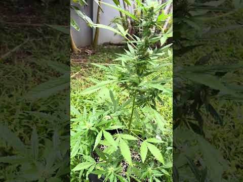 Apple Fritter #1 Day 59 | Homegrown Cannabis in Tropical Thailand | Weed Outdoor Grow | #BudHead