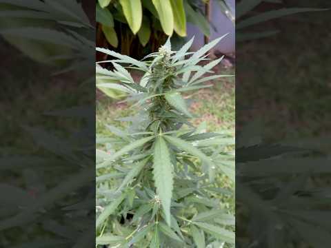 Apple Fritter #1 Day 64 | Homegrown Cannabis in Tropical Thailand | Weed Outdoor Grow | #BudHead