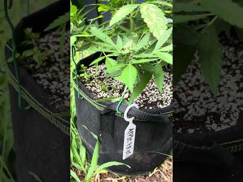 Apple Fritter #1 Day 66 Homegrown Cannabis in Tropical Thailand Weed Outdoor Grow marijuana #BudHead