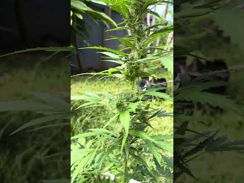 Apple Fritter #2 Day 43 Homegrown Cannabis in Tropical Thailand Weed Outdoor Grow marijuana #BudHead