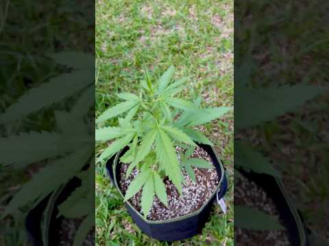 Apple Fritter #2 Day 45 | Homegrown Cannabis in Tropical Thailand | Outdoor Grow | #BudHead