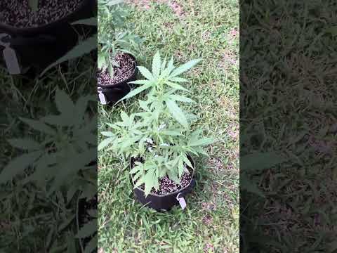 Apple Fritter #2 Day 54 |  Homegrown Cannabis in Tropical Thailand | Outdoor Grow | #BudHead
