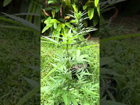 Apple Fritter #2 Day 59 | | Homegrown Cannabis in Tropical Thailand | Weed Outdoor Grow | #BudHead