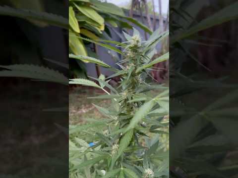 Apple Fritter #2 Day 61 | Homegrown Cannabis in Tropical Thailand | Weed Outdoor Grow | #BudHead