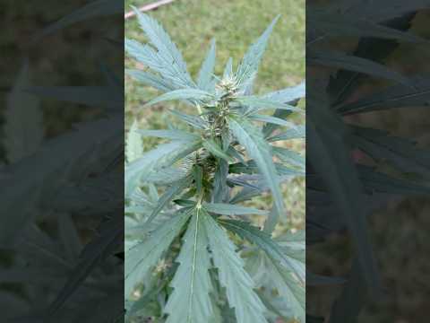 Apple Fritter #2 Day 64  | Homegrown Cannabis in Tropical Thailand | Weed Outdoor Grow | #BudHead