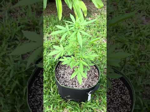 Apple Fritter #3 Day 33 | Homegrown Cannabis in Tropical Thailand | Outdoor Grow | #BudHead