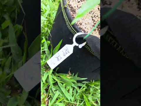 Apple Fritter #3 Day 38 | Homegrown Cannabis in Tropical Thailand | Weed Outdoor Grow | #BudHead