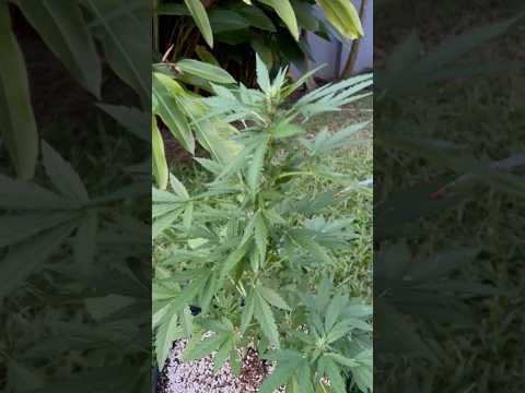 Apple Fritter #3 Day 40 | Homegrown Cannabis in Tropical Thailand | Weed Outdoor Grow | #BudHead