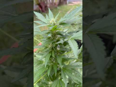Apple Fritter #3 Day 43 Homegrown Cannabis in Tropical Thailand Weed Outdoor Grow marijuana #BudHead