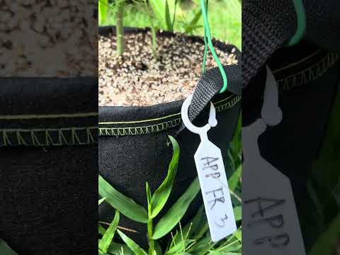 Apple Fritter #3 Day 46 Homegrown Cannabis in Tropical Thailand Weed Outdoor Grow marijuana #BudHead