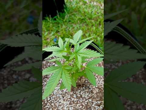 Apple Fritter #3 | Homegrown Cannabis in Tropical Thailand | Outdoor Grow | #BudHead