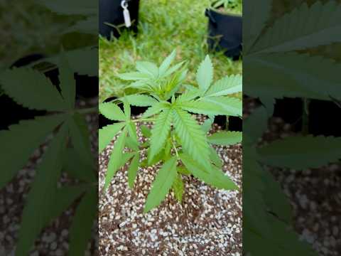 Apple Fritter #4 Day 24 |  | Homegrown Cannabis in Tropical Thailand | Outdoor Grow | #BudHead