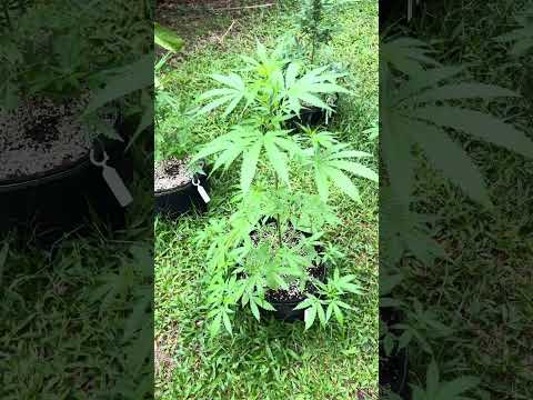 Apple Fritter #4 Day 38 | Homegrown Cannabis in Tropical Thailand | Weed Outdoor Grow | #BudHead