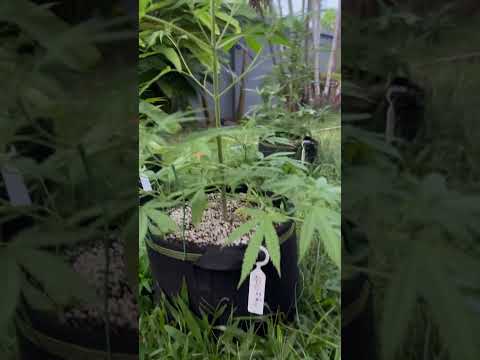 Apple Fritter #4 Day 40 | Homegrown Cannabis in Tropical Thailand | Weed Outdoor Grow | #BudHead
