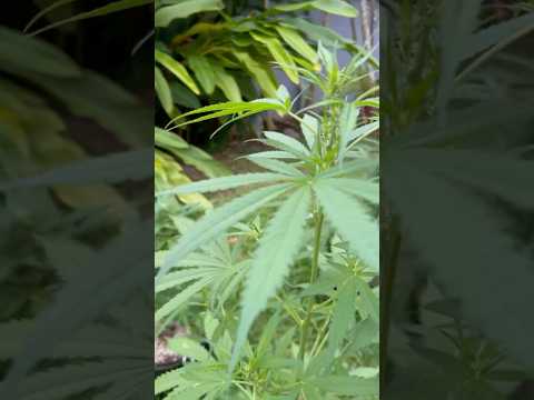 Apple Fritter #4 Day 43  | Homegrown Cannabis in Tropical Thailand | Weed Outdoor Grow | #BudHead