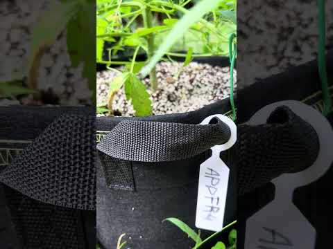 Apple Fritter #4 Day 46 Homegrown Cannabis in Tropical Thailand Weed Outdoor Grow marijuana #BudHead