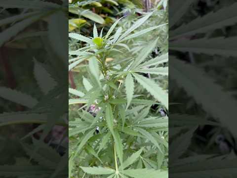 AutoFlower #1 Day 37  | Homegrown Cannabis in Tropical Thailand | Weed Outdoor Grow | #BudHead