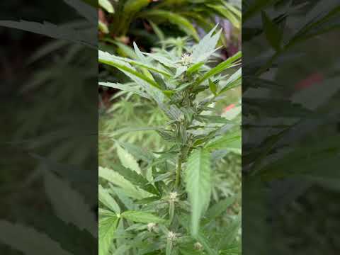 AutoFlower #3 Day 37 | Homegrown Cannabis in Tropical Thailand | Weed Outdoor Grow | #BudHead