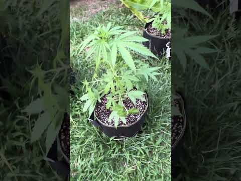 AutoFlowering #2 Day 27 |  Homegrown Cannabis in Tropical Thailand | Outdoor Grow | #BudHead