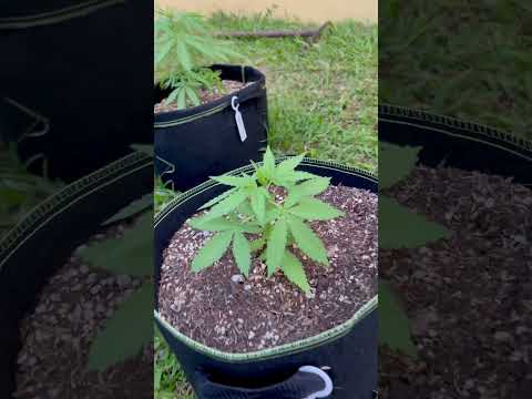 Autoflower #1 Day 18 | Homegrown Cannabis in Tropical Thailand | Outdoor Grow | #BudHead