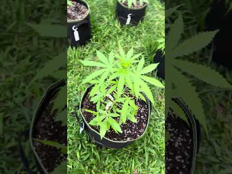 Autoflower #1 Day 27  | Homegrown Cannabis in Tropical Thailand | Outdoor Grow | #BudHead