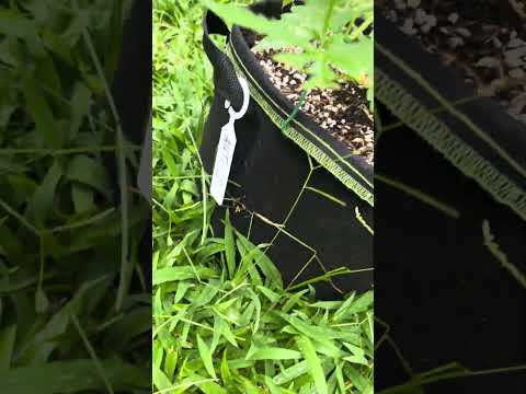 Autoflower #1 Day 32 | Homegrown Cannabis in Tropical Thailand | Weed Outdoor Grow | #BudHead