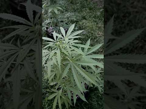 Autoflower #1 Day 34 | Homegrown Cannabis in Tropical Thailand | Weed Outdoor Grow | #BudHead