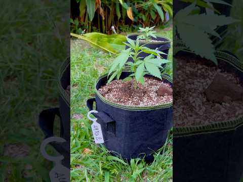 Autoflower #2 Day 18 | Homegrown Cannabis in Tropical Thailand | Outdoor Grow | #BudHead