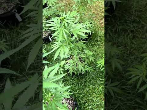 Autoflower #2 Day 32  | Homegrown Cannabis in Tropical Thailand | Weed Outdoor Grow | #BudHead
