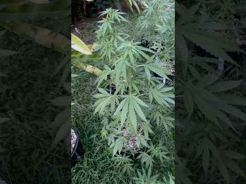 Autoflower #2 Day 34 |  Homegrown Cannabis in Tropical Thailand | Weed Outdoor Grow | #BudHead