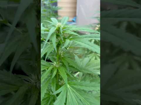 Autoflower #2 Day 37  | Homegrown Cannabis in Tropical Thailand | Weed Outdoor Grow | #BudHead