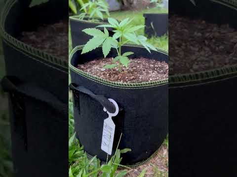 Autoflower #3 Day 18 | Homegrown Cannabis in Tropical Thailand | Outdoor Grow | #BudHead