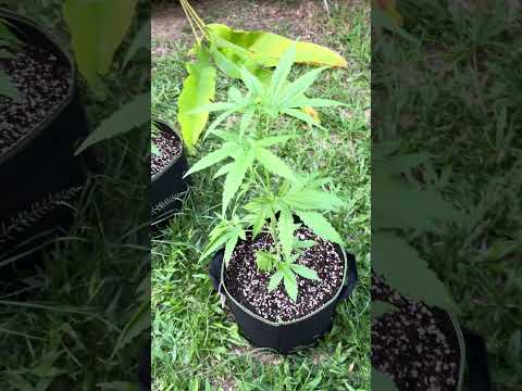 Autoflower #3 Day 27 | Homegrown Cannabis in Tropical Thailand | Outdoor Grow | #BudHead