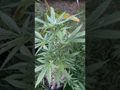 Autoflower #3 Day 34 | Homegrown Cannabis in Tropical Thailand | Weed Outdoor Grow | #BudHead