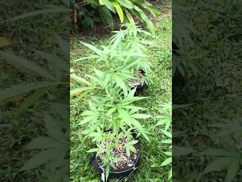 Autofloweri #3 Day 32 | Homegrown Cannabis in Tropical Thailand | Weed Outdoor Grow | #BudHead