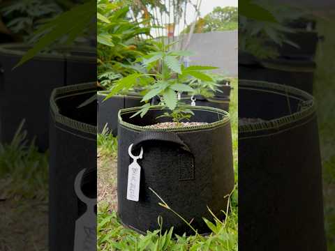 Blue Zushi Day 24 | Homegrown Cannabis in Tropical Thailand | Outdoor Grow | #BudHead