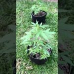 Blue Zushi Day 33 | Homegrown Cannabis in Tropical Thailand | Weed Outdoor Grow | #BudHead