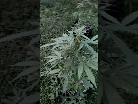 Blue Zushi Day 40 | Homegrown Cannabis in Tropical Thailand | Weed Outdoor Grow | #BudHead