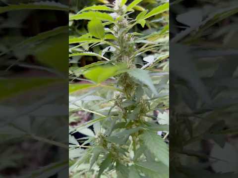 Blue Zushi Day 43  | Homegrown Cannabis in Tropical Thailand | Weed Outdoor Grow | #BudHead