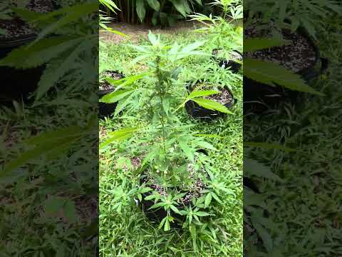 Blue Zushi Day38 | Homegrown Cannabis in Tropical Thailand | Weed Outdoor Grow | #BudHead