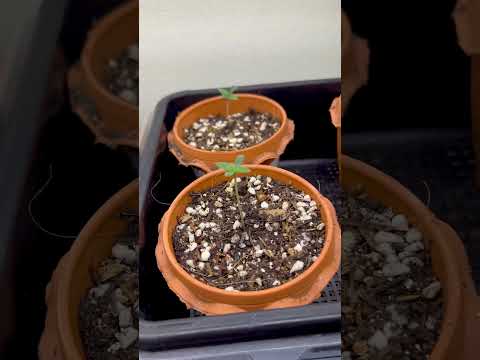 Day 1 |  Homegrown Cannabis in Tropical Thailand | Outdoor Grow | #BudHead