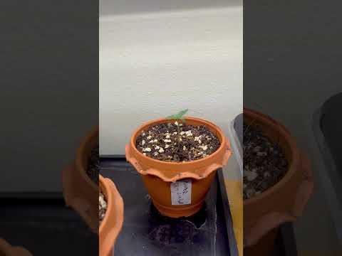 Day 1 |  Homegrown Cannabis in Tropical Thailand | Outdoor Grow | #BudHead