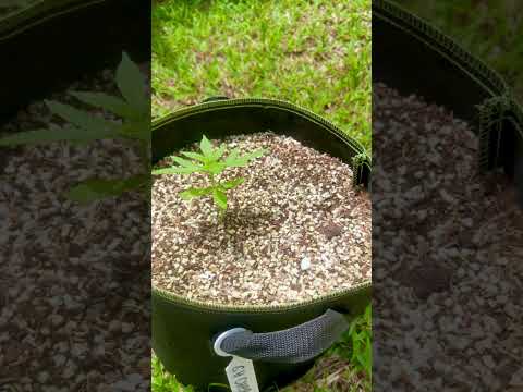 GH Cheese Day 18 |  Homegrown Cannabis in Tropical Thailand | Outdoor Grow | #BudHead