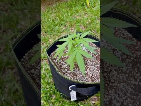 GH Cheese Day 24 |  | Homegrown Cannabis in Tropical Thailand | Outdoor Grow | #BudHead
