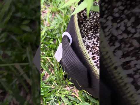 GH Cheese Day 33 | Homegrown Cannabis in Tropical Thailand | Outdoor Grow | #BudHead