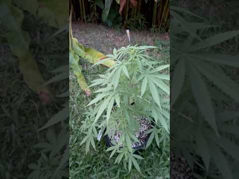 GH Cheese Day 40 | Homegrown Cannabis in Tropical Thailand | Weed Outdoor Grow | #BudHead