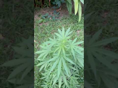 GH Cheese Day 43  | Homegrown Cannabis in Tropical Thailand | Weed Outdoor Grow | #BudHead